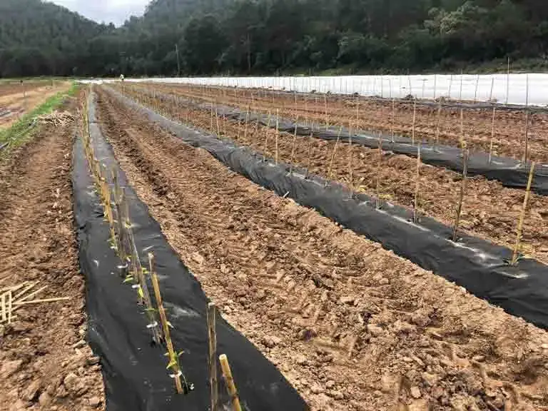 Cuándo plantar tomates en Galicia para asegurar una cosecha exitosa