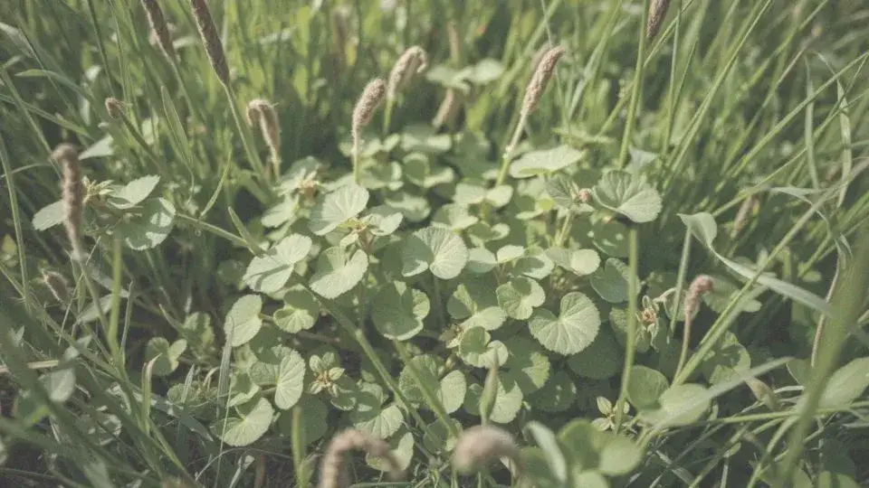 Chwast podobny do podagrycznika: jak go rozpoznać i unikać pomyłek
