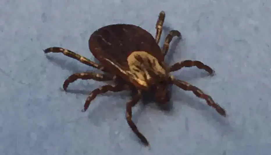 Cuál es el número de la garrapata y su impacto en la salud pública