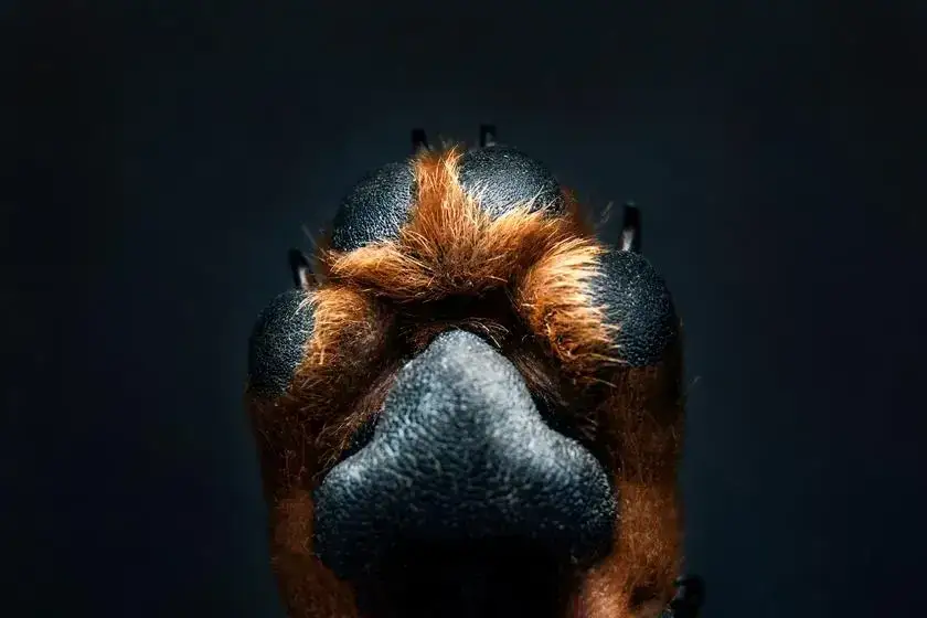 Ile kosztuje rodowód dla psa? Poznaj ukryte opłaty i zasady