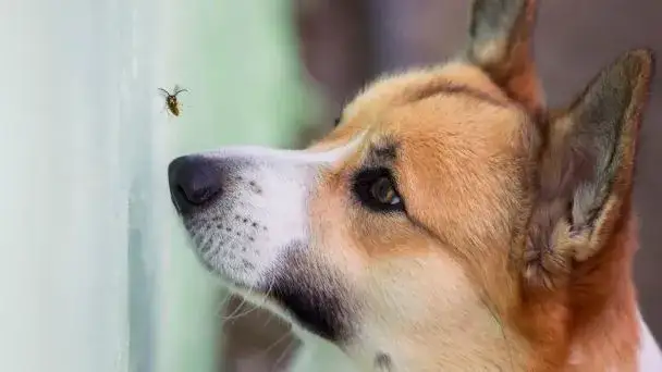 Cómo actuar si a mi perro le ha picado una avispa para evitar complicaciones