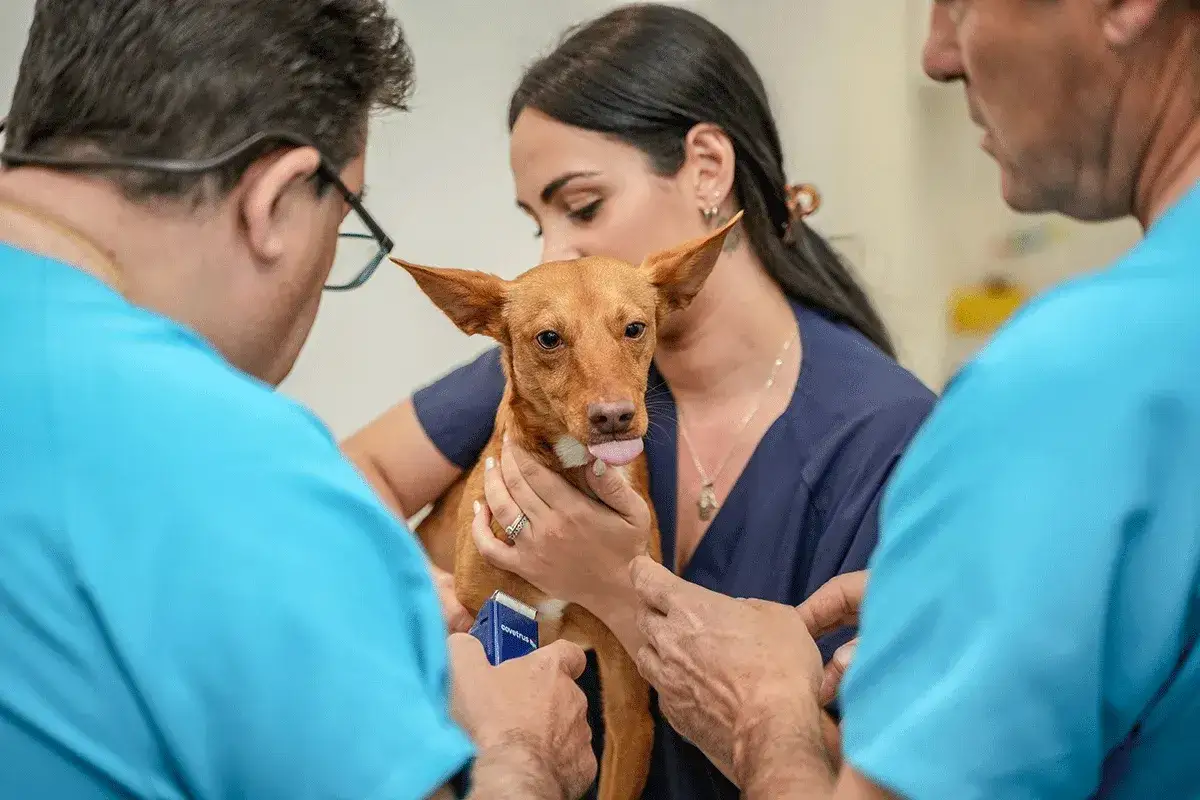 Veterinario Granada: Encuentra la mejor atención para tu mascota