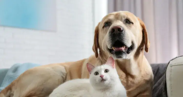 Czy pies może jeść kocie jedzenie? Poznaj ryzyka dla zdrowia psa