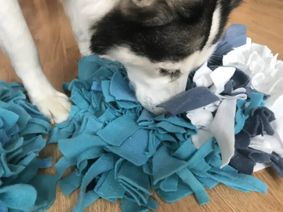 Jak stworzyć matę węchową dla psa DIY, która zredukuje stres i nudę