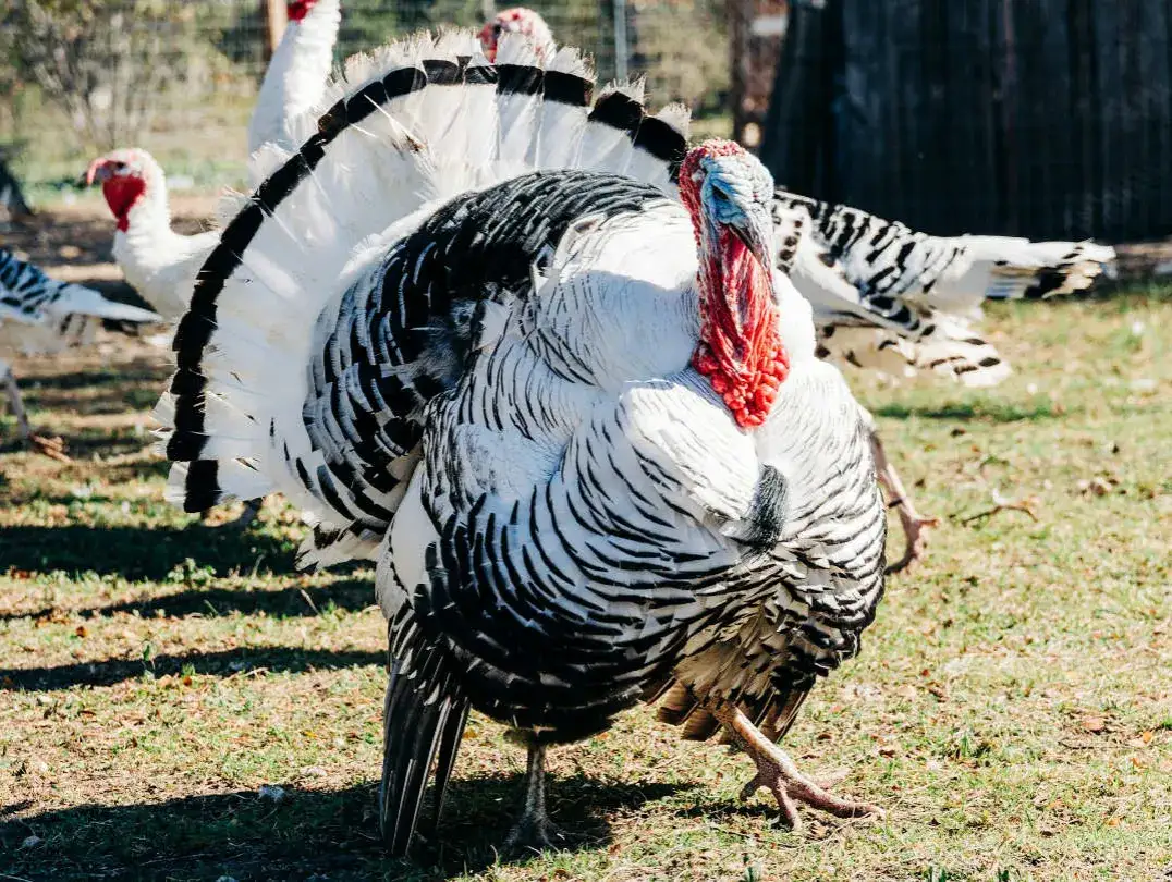 Jakie zboże dla indyków zapewni im zdrowie i szybki wzrost