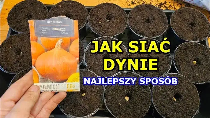 Jak uprawiać dynię: proste metody, które zapewnią obfite plony