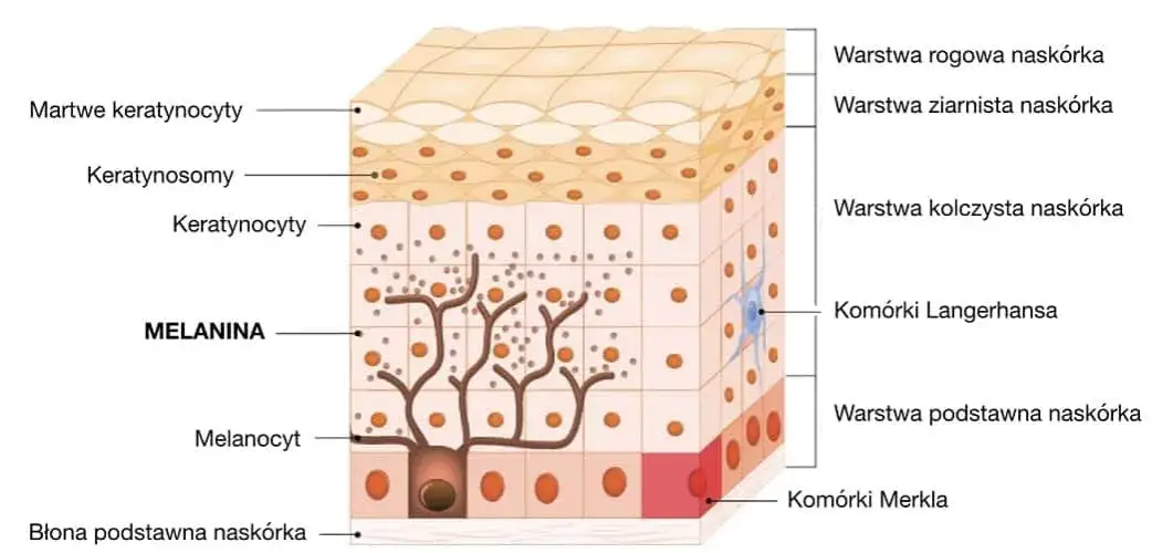 Melanina: Jak naturalnie zwiększyć jej poziom? Kompletny poradnik.