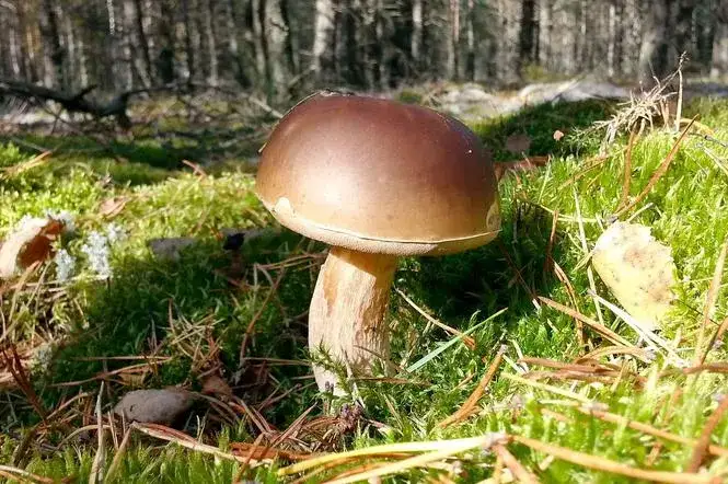 Kiedy jest sezon na grzyby? Poznaj najlepsze miesiące na zbiór