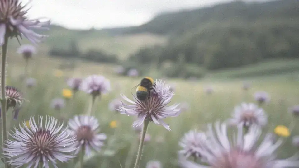 Cykl życia trzmieli: jak królowa tworzy kolonię i zapewnia przetrwanie?