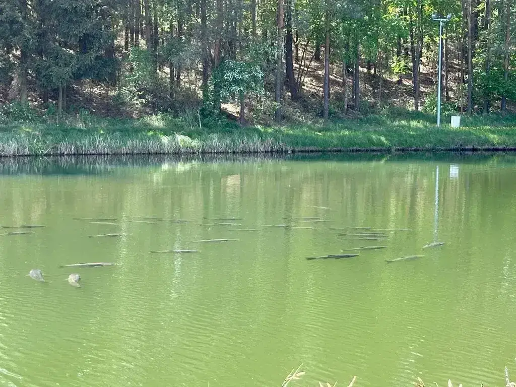 Łowisko Grzymalin - idealne miejsce na relaksujące wędkowanie bez stresu