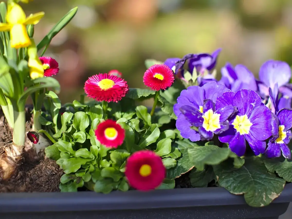 Wiosna na tarasie w marcu? Odporne kwiaty i proste triki!