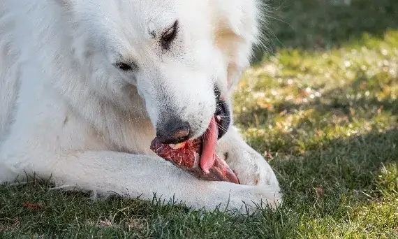 Czy pies może jeść kości z kurczaka? Prawda i bezpieczne alternatywy