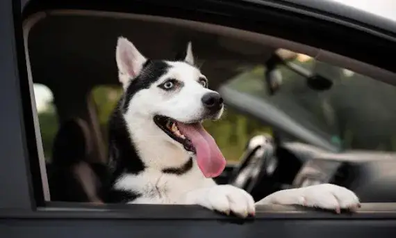 Jak uspokoić psa w samochodzie i zminimalizować jego stres podczas jazdy