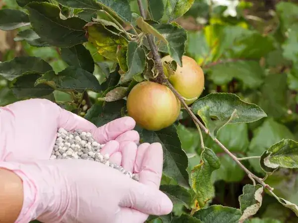 Jakie nawozy pod jabłonie na wiosnę zapewnią zdrowe plony?