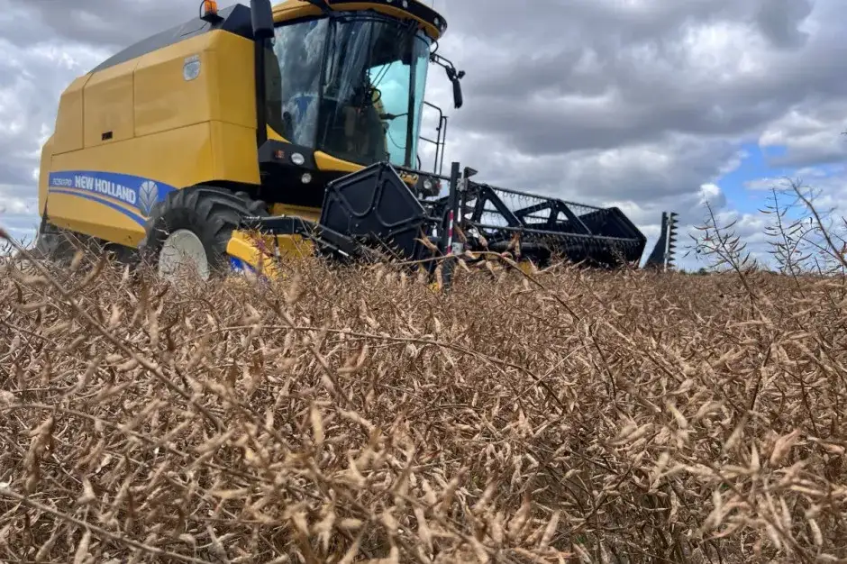 Kiedy siać gorczycę na ziarno, aby uniknąć błędów w uprawie