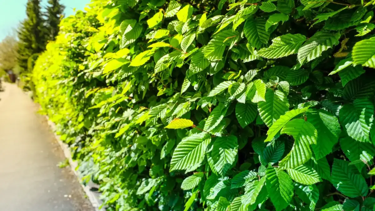 Rozstawa grabu - jak sadzić żywopłot, by był gęsty i zdrowy?