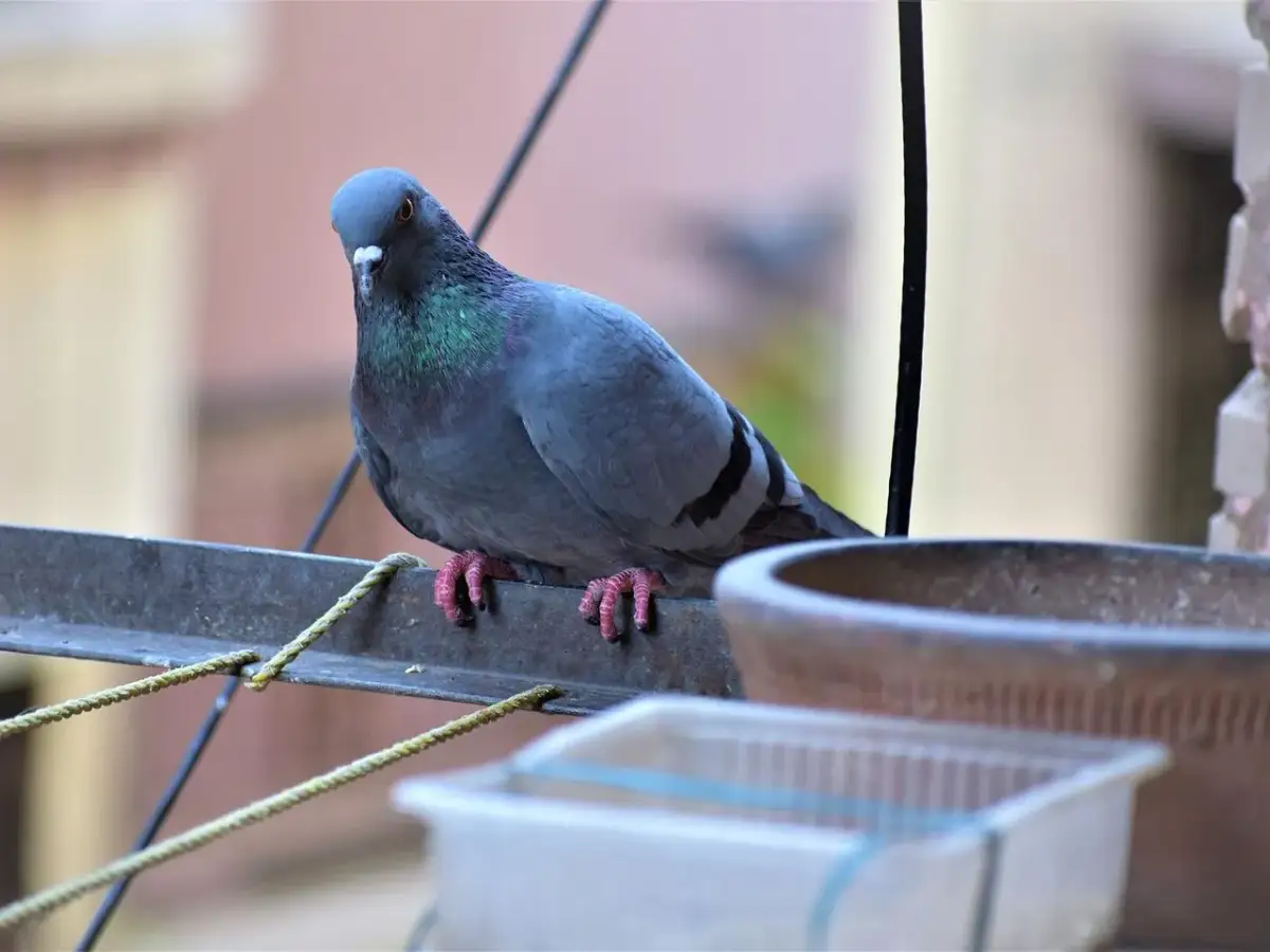 Skuteczne metody na to, co odstrasza gołębie w twoim otoczeniu