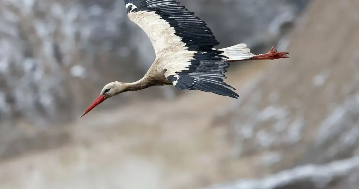 Odlot bocianów z Polski: Kiedy, dlaczego i co z tymi, co zostają?