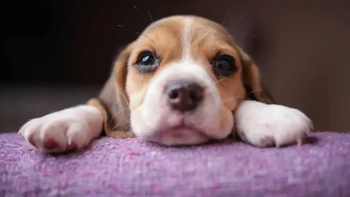 Kiedy można oddać szczeniaki? Nie rób tego za wcześnie!