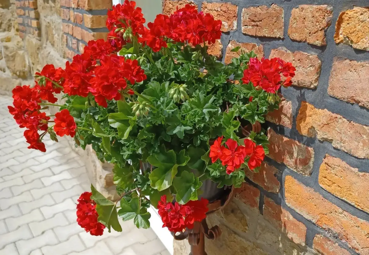 Jak siać pelargonie - proste kroki, by uniknąć niepowodzeń w uprawie
