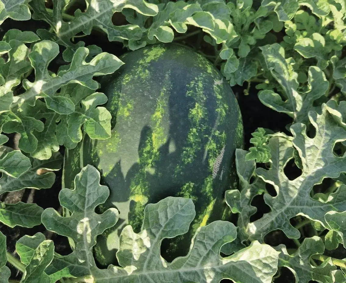 W jakim kraju rosną arbuzy? Odkryj największe producentów i ich tajemnice