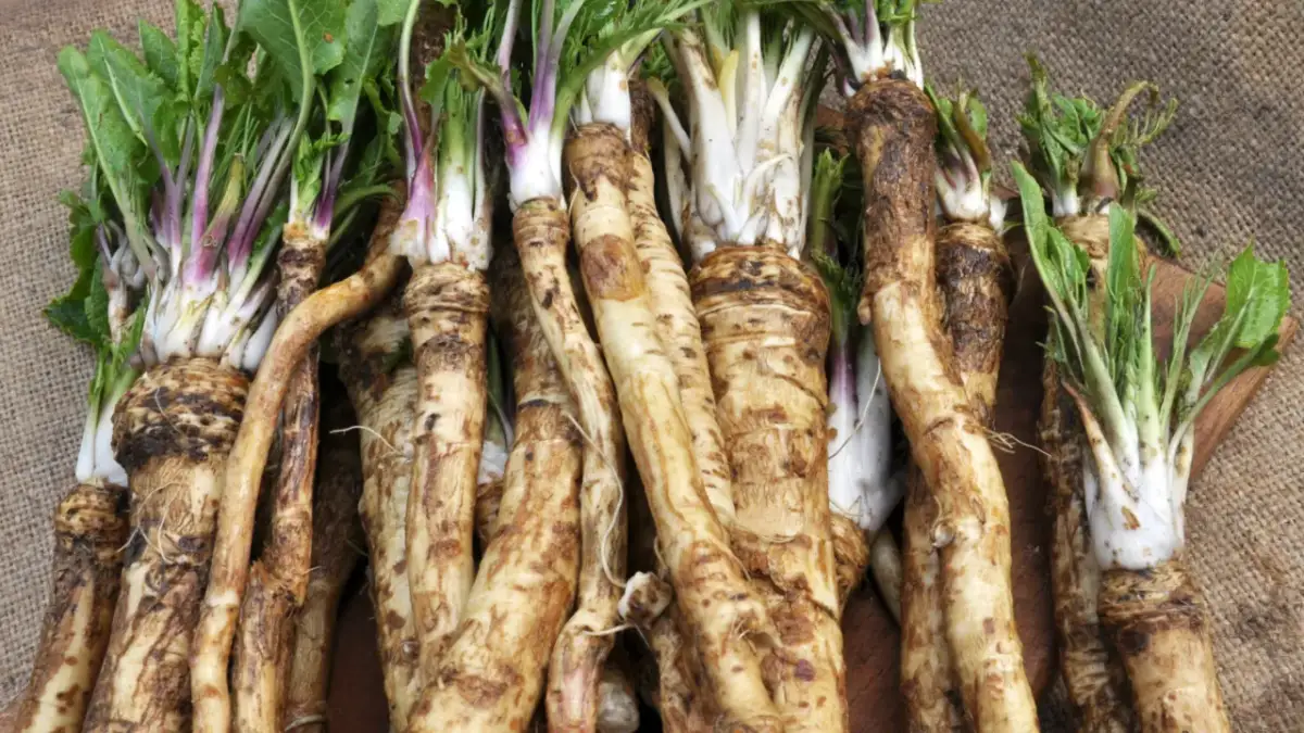 Uprawa chrzanu: Prosty poradnik krok po kroku dla każdego ogrodnika