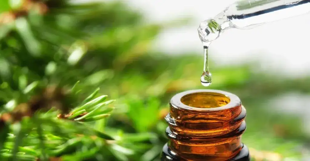 Olejek pichtowy na co? Odkryj jego niesamowite właściwości zdrowotne