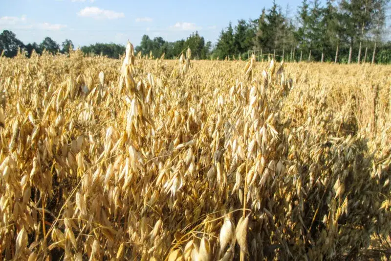 Czy można siać nawóz na mokre zboże? Ryzyko i skutki dla plonów