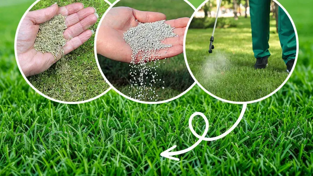 Jak wybrać nawóz, by trawnik był gęsty i zielony? Poradnik