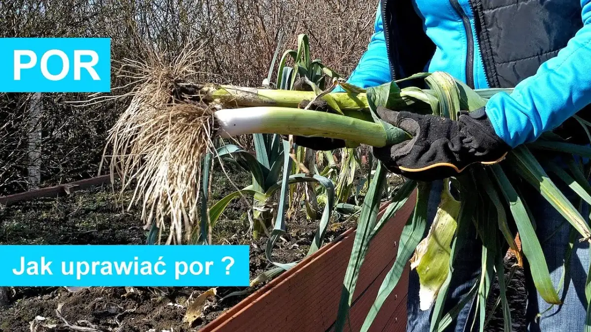 Kiedy sadzić sadzonki pora do gruntu, aby uniknąć nieudanych zbiorów