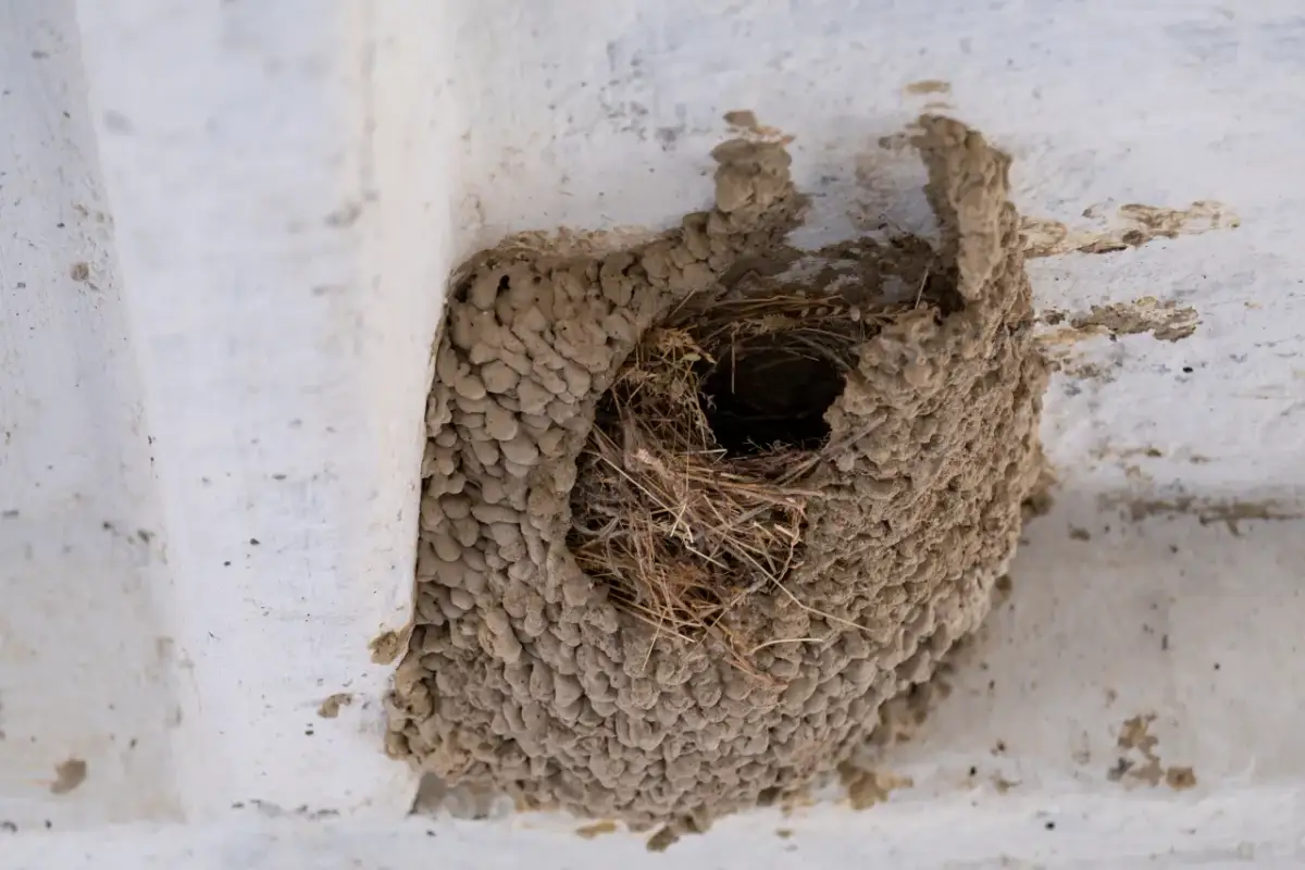 Jak usunąć gniazdo kawek z komina bez łamania prawa i stresu