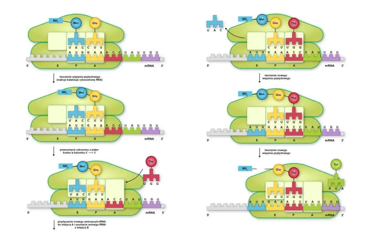 Proces translacji, czyli jak powstaje białko na podstawie mRNA. Pokazuje, co to transkrypcja DNA, gdy rybosom przesuwa się po nici mRNA, tworząc wiązania peptydowe.
