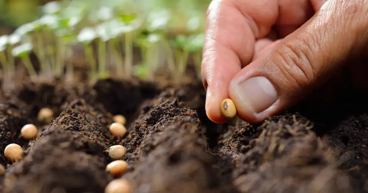 Kiedy siać warzywa na rozsady, aby uniknąć błędów i zyskać plony