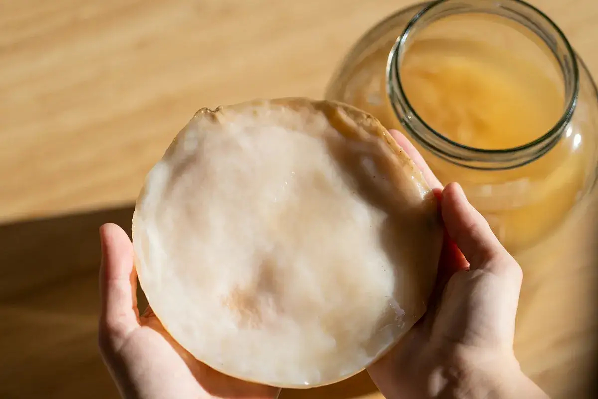 Jak wyhodować kombuchę? Kompletny przewodnik krok po kroku.