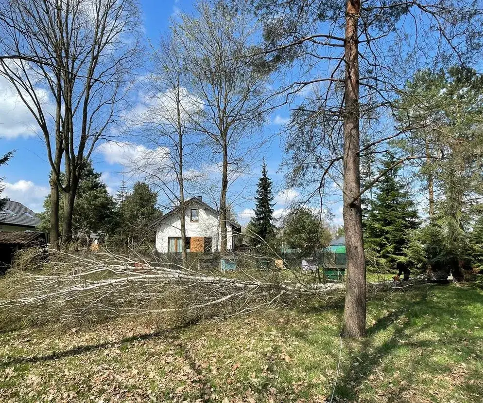 Kiedy wyciąć drzewo na posesji? Zasady, obwody i terminy