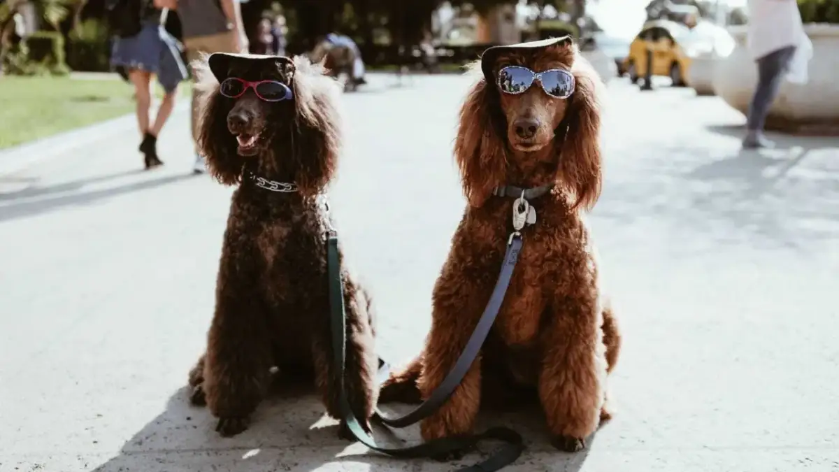 Co kupić dla psa? Niezbędna wyprawka, by uniknąć błędów!