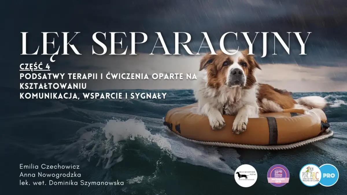 Jak szkolić szczeniaka? Przewodnik, by uniknąć chaosu i zbudować więź