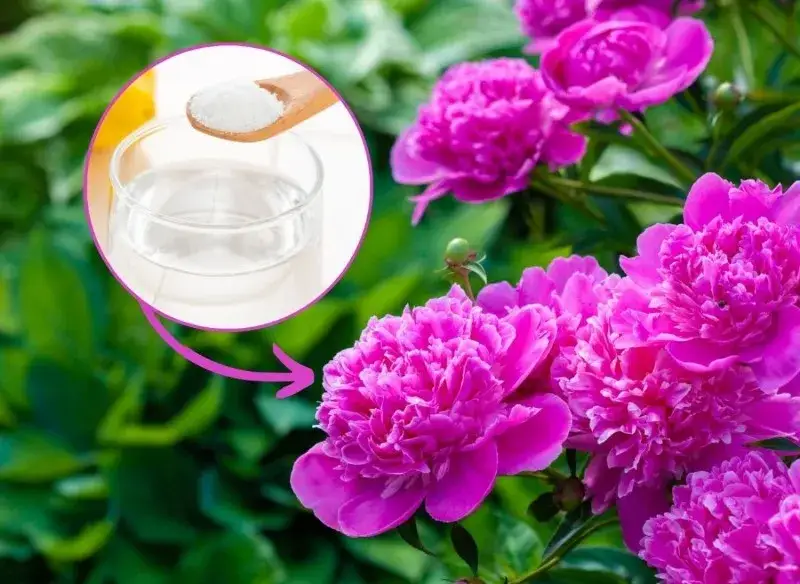 Czy można sadzić piwonie wiosną? Sprawdź, co musisz wiedzieć