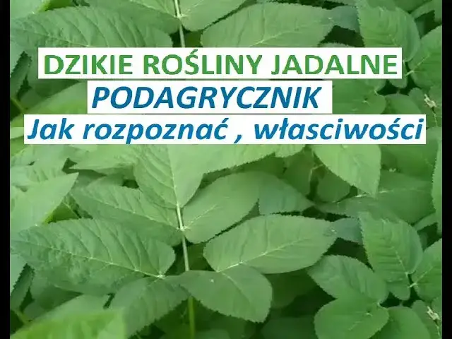 Jak rozpoznać podagrycznik? Kluczowe cechy i pułapki