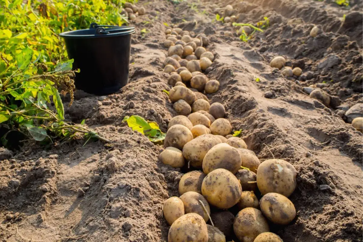 Jaki nawóz pod ziemniaki? Sprawdź dawki, terminy i błędy
