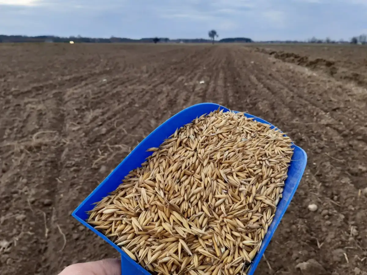 Jaki nawóz siać pod owies, aby uzyskać najwyższe plony?