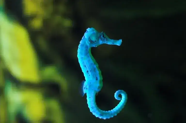 Czy koniki morskie żyją w Bałtyku? Rzadkie przypadki i warunki życia