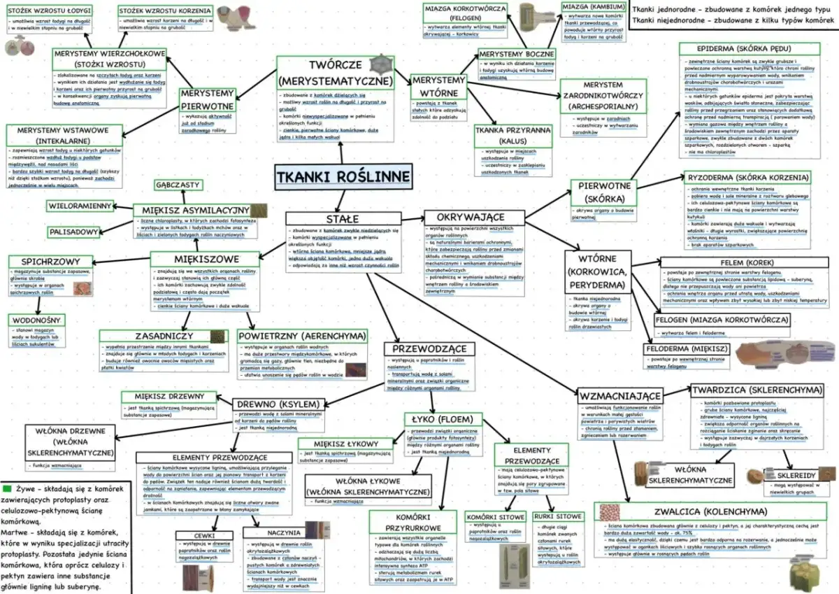 Schemat tkanki roślinne: rodzaje, funkcje, przykłady.