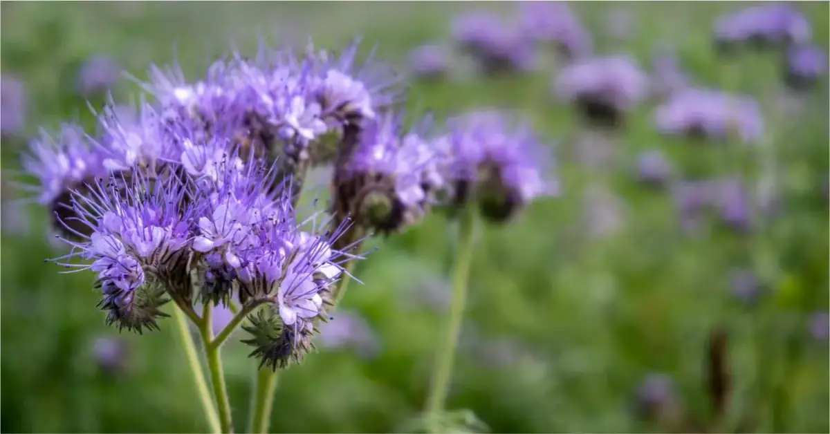 Kiedy siać facelię, aby uniknąć błędów i uzyskać najlepsze plony