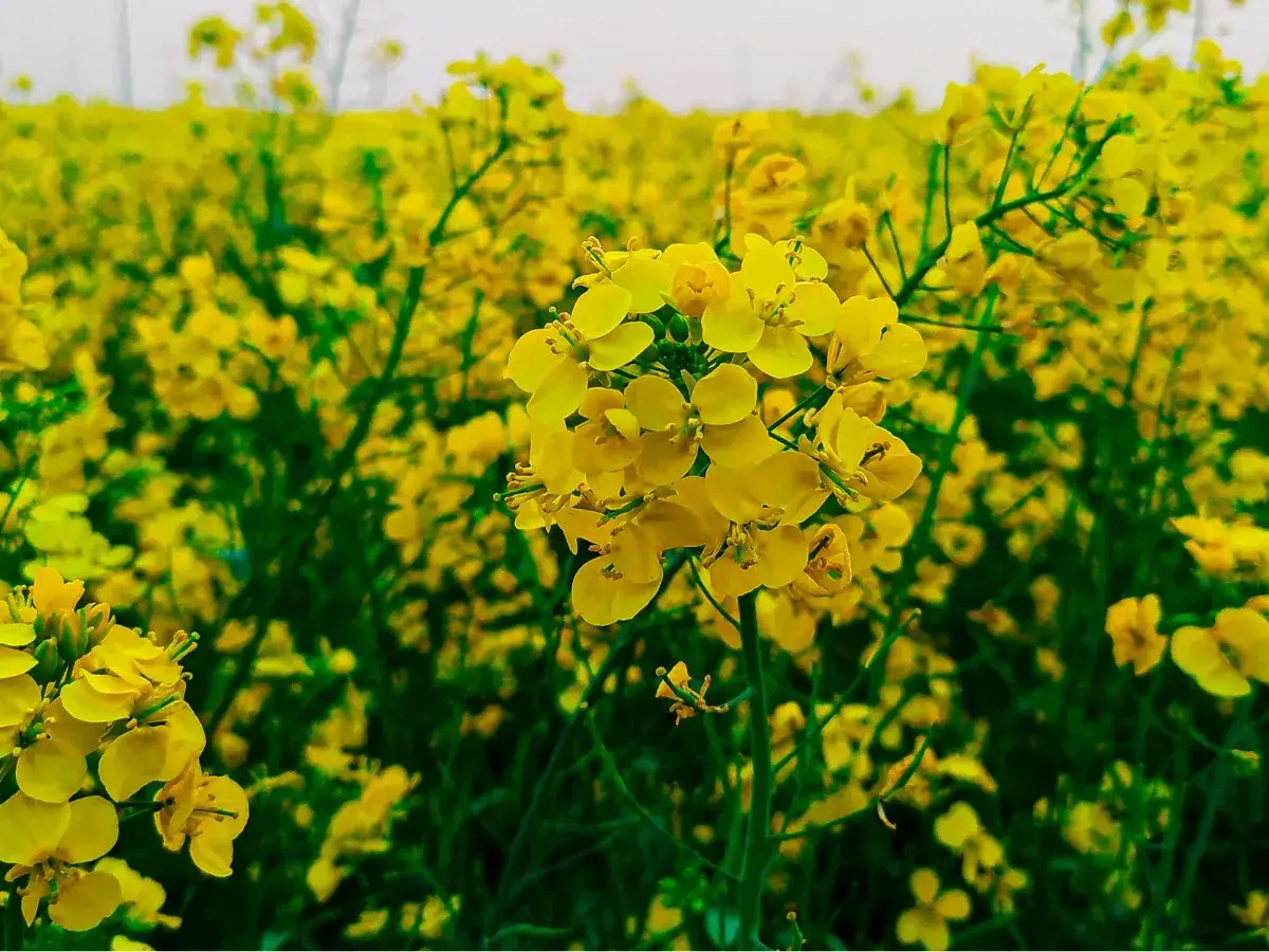 Kiedy siać gorczycę, aby uniknąć słabego wzrostu roślin?