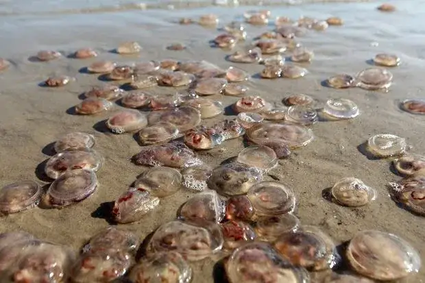 Czy meduzy w Bałtyku parzą? Dowiedz się, co musisz wiedzieć o ich bezpieczeństwie