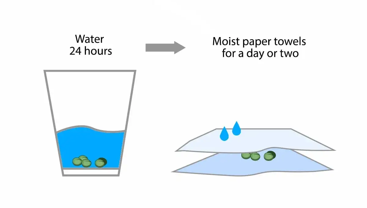 Nawożenie automatów: Jak uniknąć błędów i uzyskać plon?
