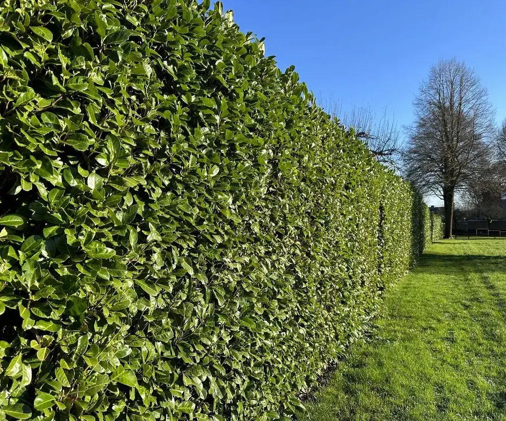 Kiedy sadzić laurowiśnię? Wiosna czy jesień sprawdź!