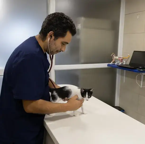 Clínica Veterinaria Santa Mariña: atención de calidad para tu mascota