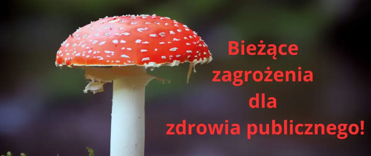 Muchomor czerwony: psychodeliczny sekret czy groźna pułapka?